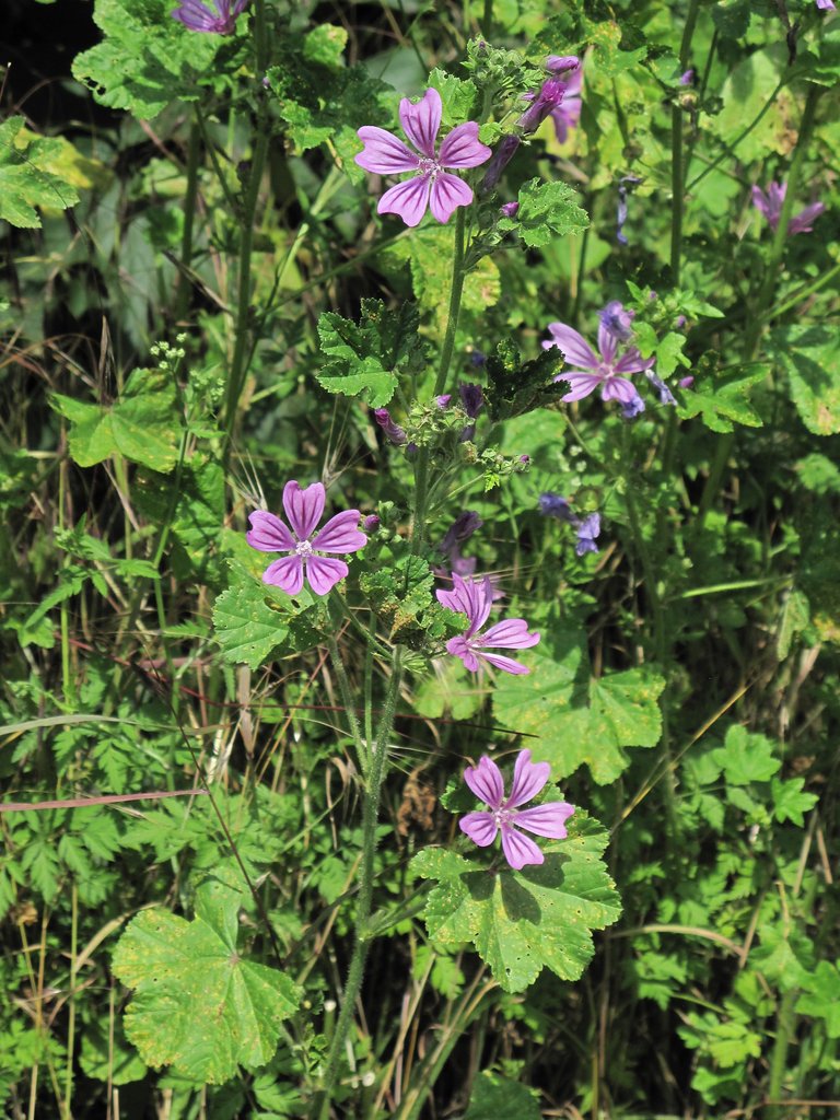 Malva sylvestris